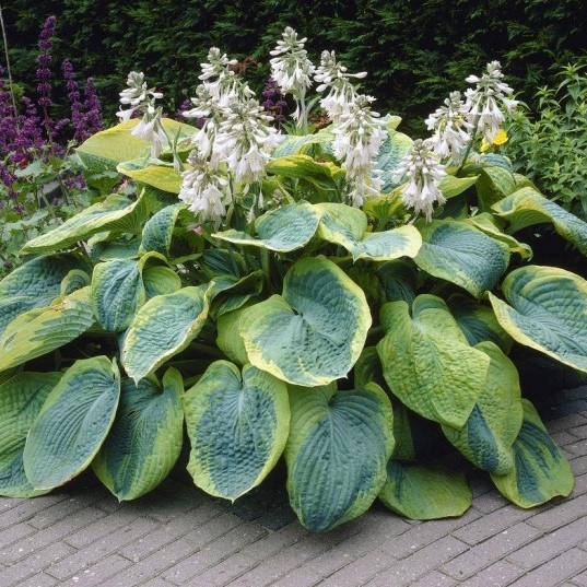Hosta Sieboldiana 'Frances Williams'