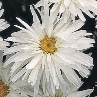 Leucanthemum x Superbum 'Crazy Daisy' - Shasta Daisy
