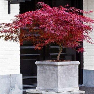 Acer Palmatum Dissectum Firecracker - Japanese Maple - Approx 75-100cm