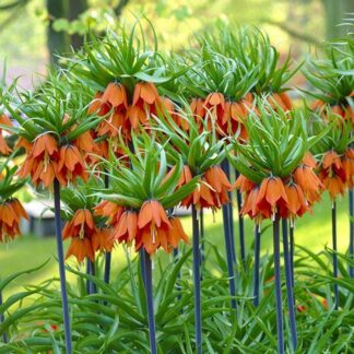 Fritillaria Imperialis Rubra Aurora - Crown Imperial Fritillary - in Bud & Bloom