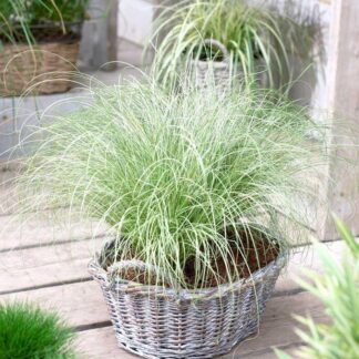 Carex Comans 'Frosted Curls'
