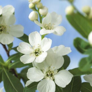 Exochorda Racemosa Blushing Pearl - Large Specimen Circa 180cm Tall