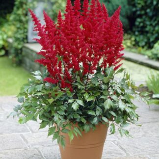 Astilbe Fanal - False Goats Beard