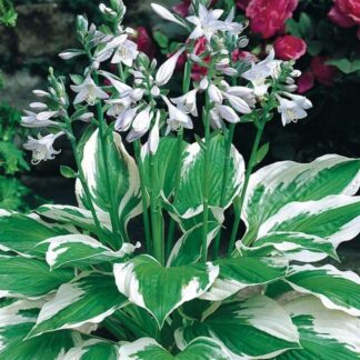 Hosta Fortunei 'Patriot'