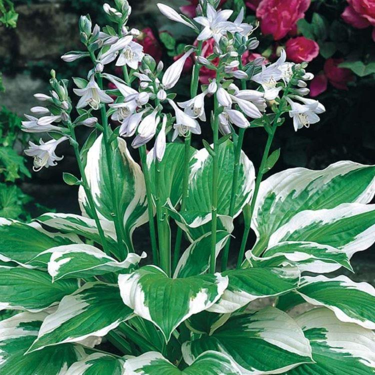 Hosta Fortunei 'Patriot'
