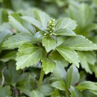 Pachysandra Terminalis - Japanese Spurge - Perfect For Ground Cover - Pack of Ten Plants