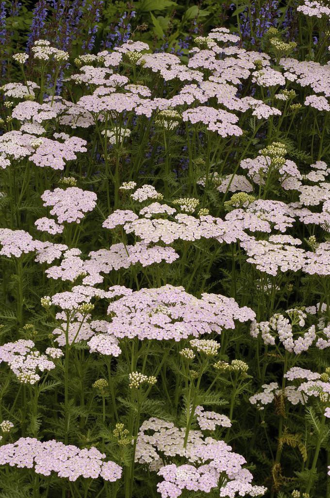 Achillea Millefolium Lilac Beauty - Yarrow