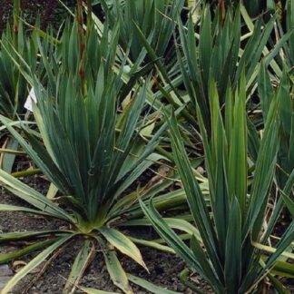 Yucca Filamentosa - Adams Needle - Large
