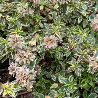 Abelia x Grandiflora 'Radiance'