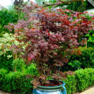 Acer Palmatum Atropurpureum - Purple Japanese Maple - Circa 120-140