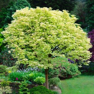 Acer Pseudoplatanus 'Brilliantissimum'