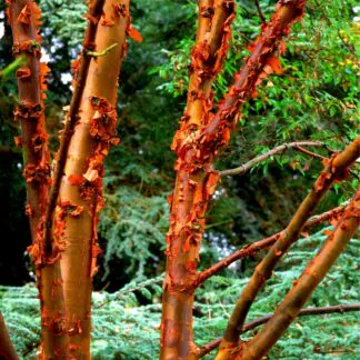 Acer Griseum - Multi-Stem Paperbark Maple Tree - Circa 3-4ft Tall