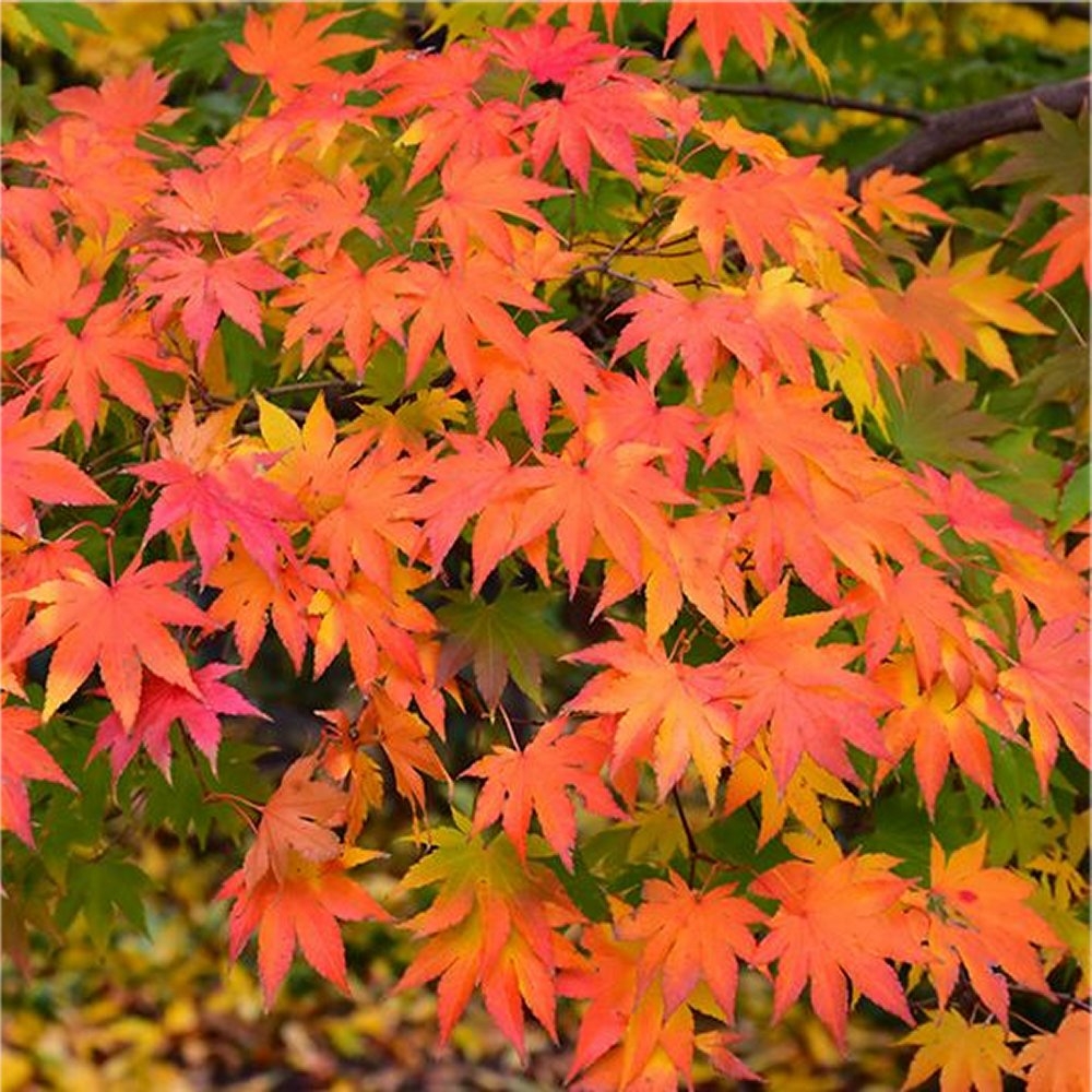 Acer Palmatum - Japanese Maple Tree - Circa 100-120cm