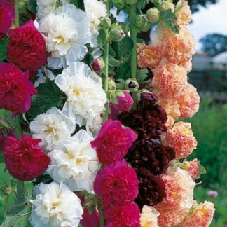 Hollyhock Chaters Doubles - Pack of Three Alcea Plants