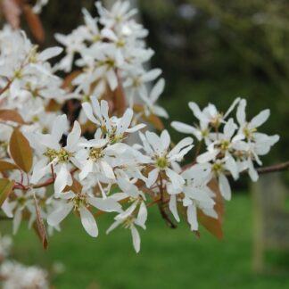 Amelanchier Lamarckii - June Berry - Large Specimen