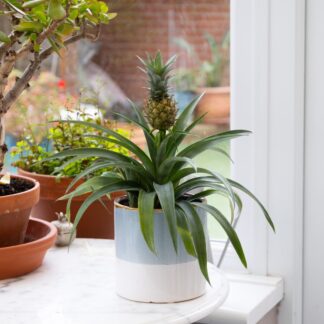Ananas - Indoor Pineapple Plant
