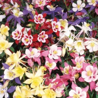 Aquilegia Swan Series Mixed - Five Plants - Columbine - Grannys Bonnet