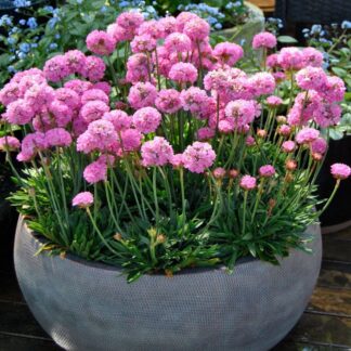 Armeria Dremeria Sweet Dreams - in Bud & Bloom