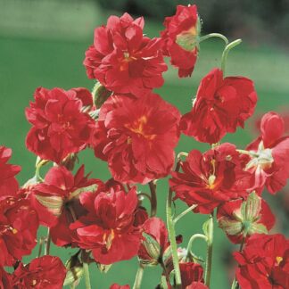 Helianthemum 'Mrs C.w.earle'