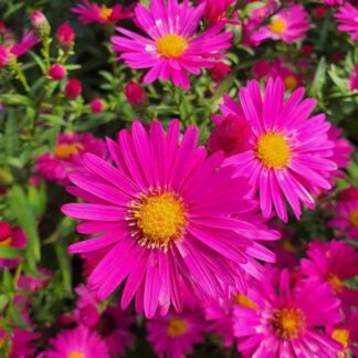 Aster Novi-Belgii 'Neron'