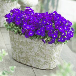 Aubretia Gracilis Kitte Blue - in Bud & Bloom