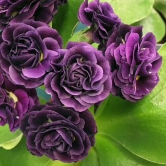 Primula Auricula Servaz