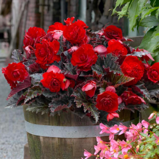 Begonia Multiflora Switzerland - Pack of Three