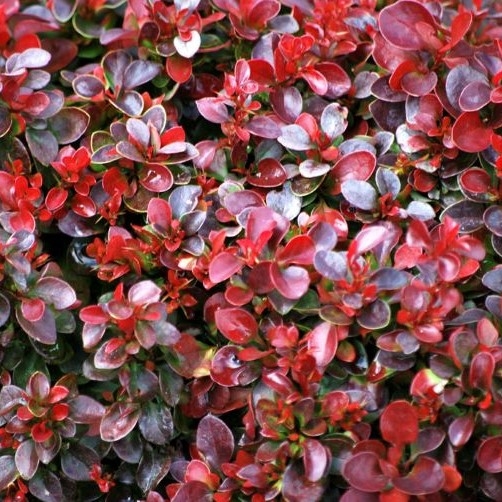 Berberis Thunbergii Atropurpurea 'Bagatelle' - Barberry