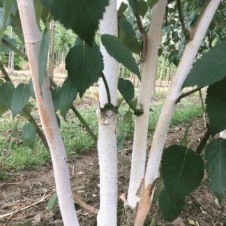 Multi--Stem West Himalayan Birch Tree - Betula Utilis Jacquemontii - Circa 200-250cms Tall