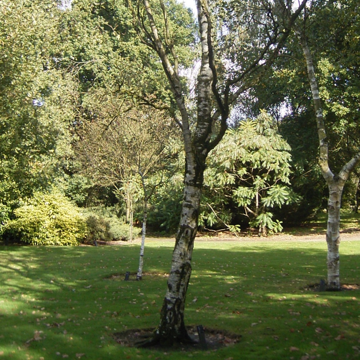 Betula Pendula Fastigata - Birch Tree