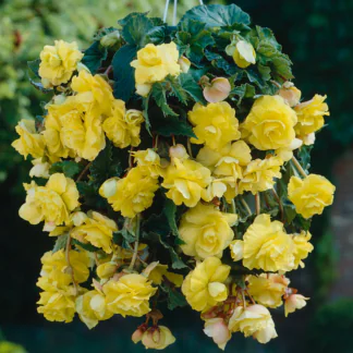 Begonia Cascade Yellow