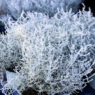 Calocephalus (Leucophyta) Brownii - Silver Threads