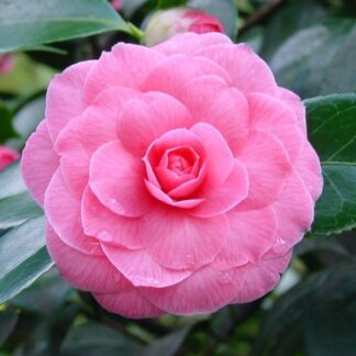 Camellia Japonica Pink Perfection - Double Pink Evergreen Camellia