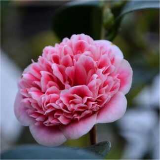 Camellia Japonica Volunteer - Exquisite Large Flowered Evergreen in Bud - Large Specimen