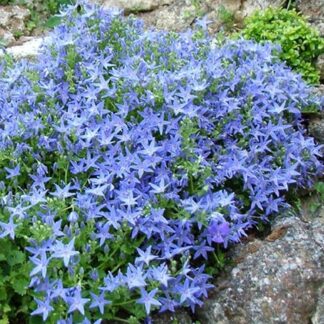 Campanula Garganica Filigree