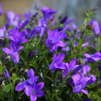 Campanula Poscharskyana Stella - in Bud And Bloom
