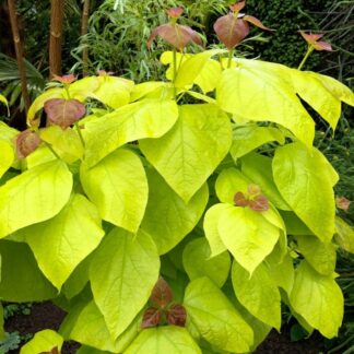 Catalpa Bignonioides Aurea - Golden Indian Bean Tree