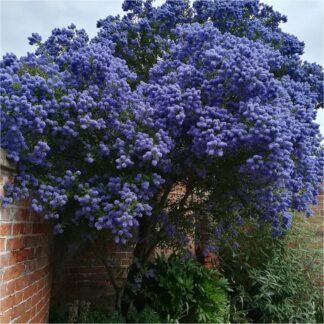 Ceanothus Yankee Point - Californian Lilac Standard Tree - Circa 140-160cm - in Bud & Bloom