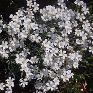 Cerastium Tomentosum - Snow-In-Summer