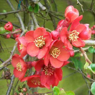 Chaenomeles x Superba Elly Mossell - Flowering Quince - in Bud & Bloom