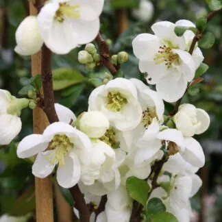 Chaenomeles x Superba Jet Trail - Flowering Quince - in Bud & Bloom