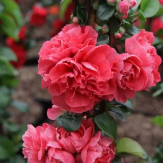 Chaenomeles Pink Storm - Double Flowering Quince