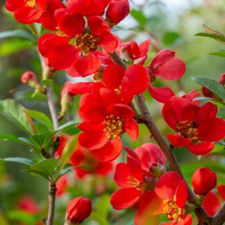 Chaenomeles x Superba Vermilion - Flowering Quince