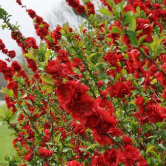 Chaenomeles Speciosa Scarlet Storm - Double Flowering Quince