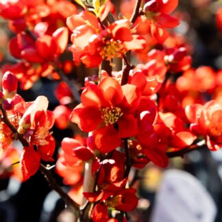 Chaenomeles x Superba Clementine - Flowering Quince - in Bud & Bloom