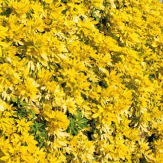 Choisya Ternata Sundance (Brica/Lich) - Golden Mexican Orange Blossom