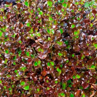 Coprosma 'Pacific Night' - Looking Glass Plant