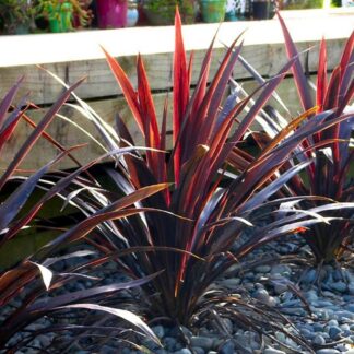 Cordyline Obtecta Superstar - ‘albatross’ Cordyline Palm