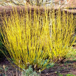 Cornus Stolonifera Flaviramea - Golden Dogwood - Large Specimen - 150-180cm