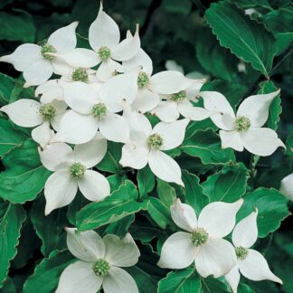 Cornus Kousa Chinensis - Chinese Dogwood